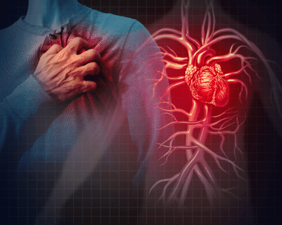 Medical illustration showing cardiovascular system with highlighted heart and blood vessels